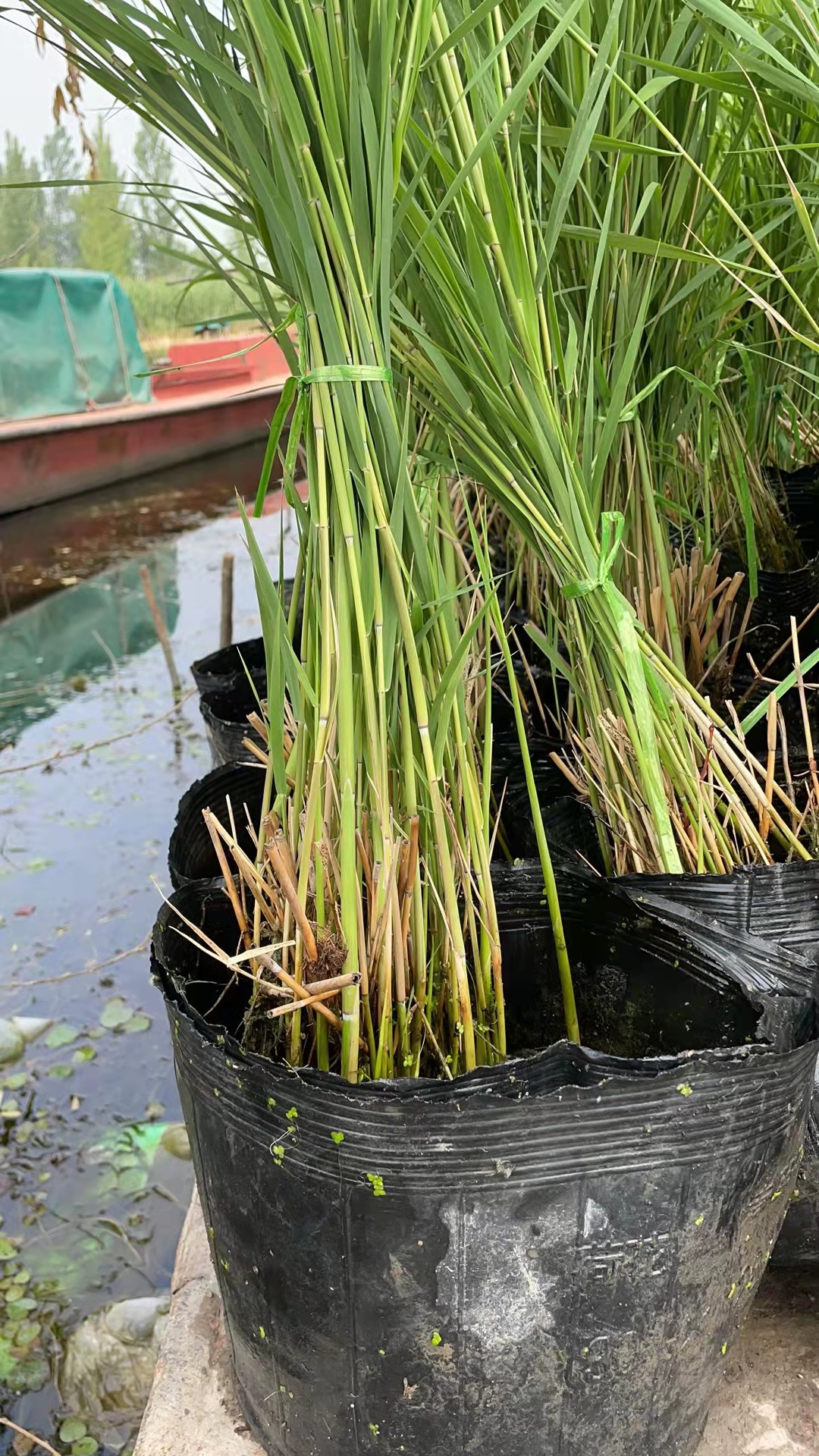 芦苇苗基地大量供应芦苇苗芦苇苗种子提供芦苇苗种植技术