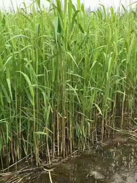 蘆葦苗基地大量供應蘆葦苗蘆葦苗種子提供蘆葦苗種植技術