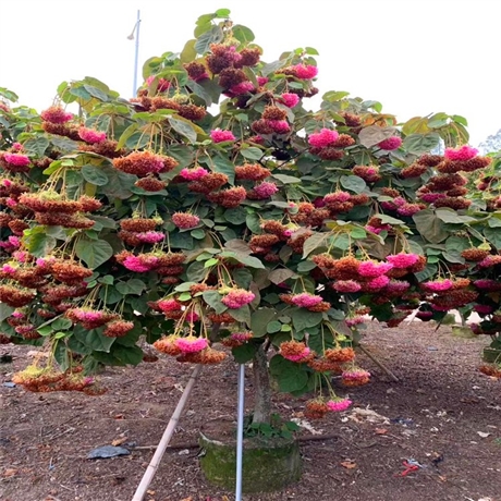 非洲芙蓉移植苗非洲芙蓉樹苗各種規格觀花風景樹行道樹