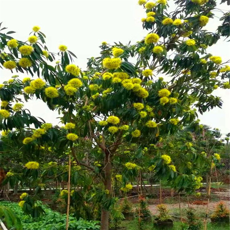 金蒲桃移植苗 黄金蒲桃树苗 各种规格供应