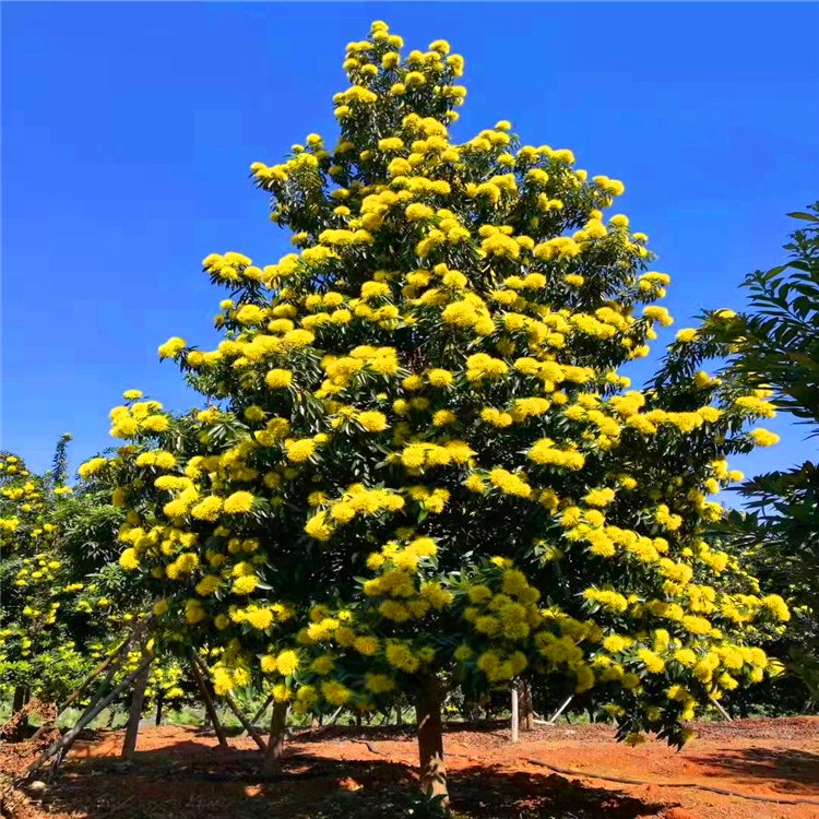 金蒲桃移植苗 黄金蒲桃树苗 各种规格供应