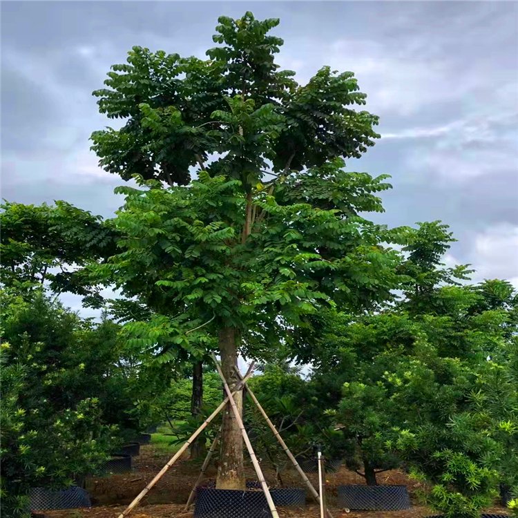 火焰木移植苗 火焰木基地供应 火焰树 各种规格供应