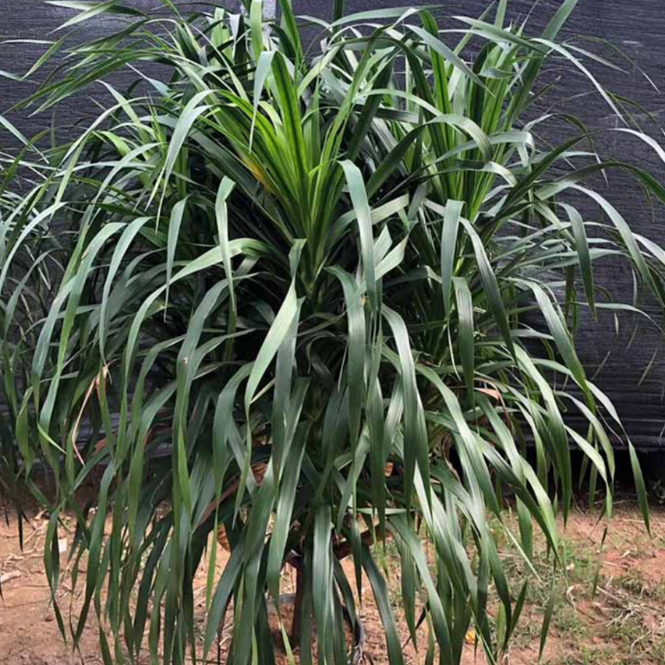 供应各种规格龙血树 福建龙血树移植苗 园林市政工程苗