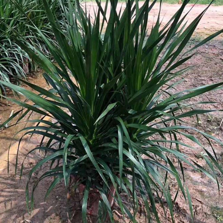 供应各种规格龙血树 福建龙血树移植苗 园林市政工程苗