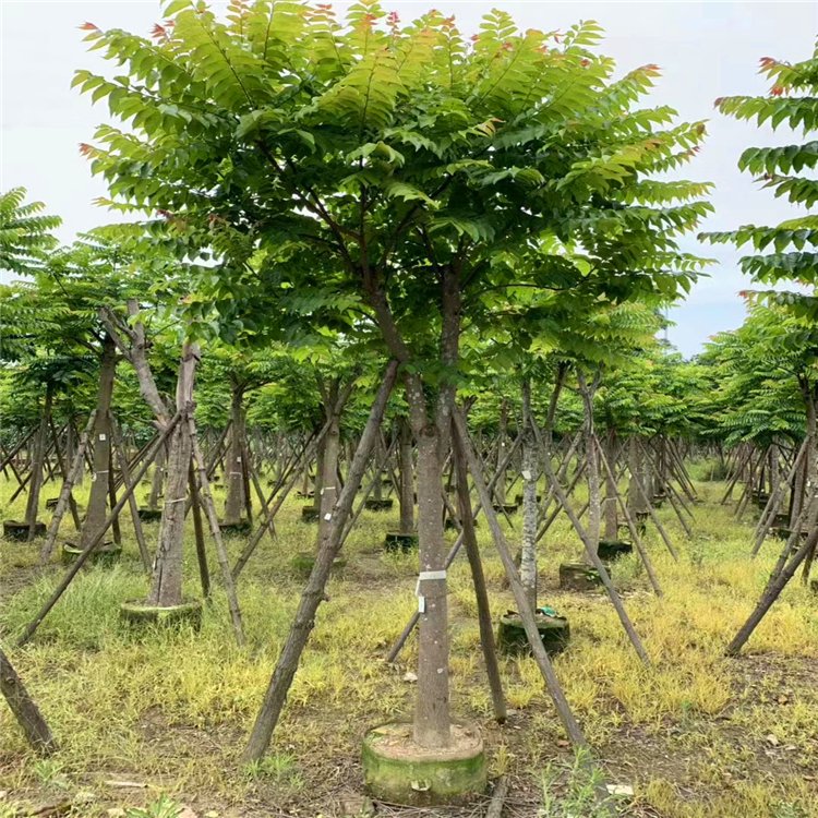 麻楝基地批發 麻楝移植苗 園林景觀工程供應商