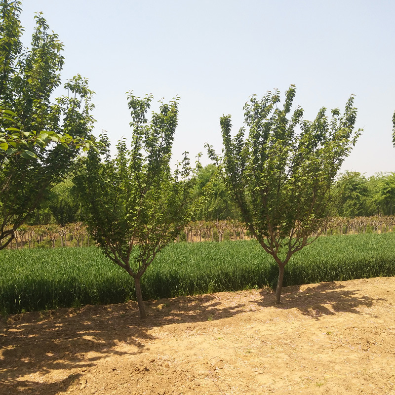 牡丹樱花树苗 牡丹樱花基地种植 台湾牡丹樱批发