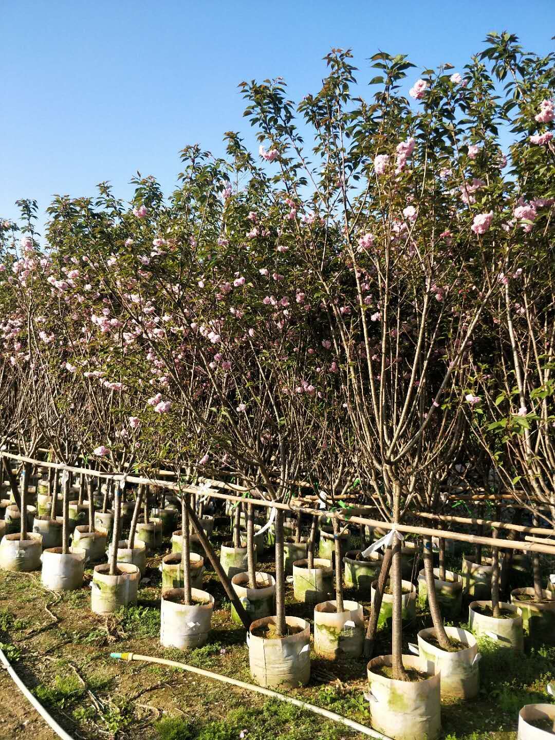 日本樱花移植苗 景区小区观赏日本樱花树 枝叶繁茂