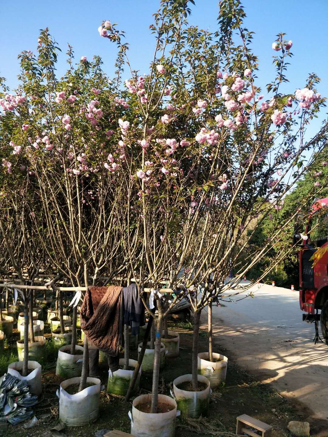 日本樱花移植苗 景区小区观赏日本樱花树 枝叶繁茂