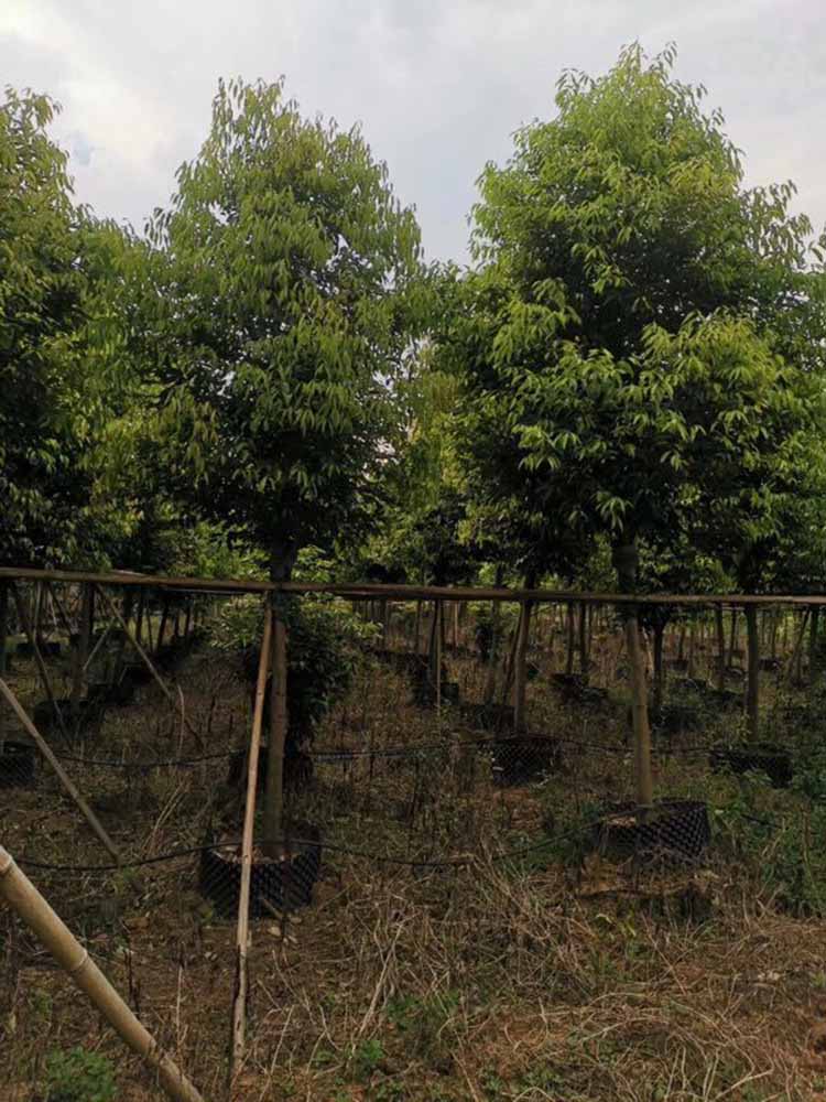 天竺桂移植苗 全冠天竺桂 风景树 漳州苗木基地批发