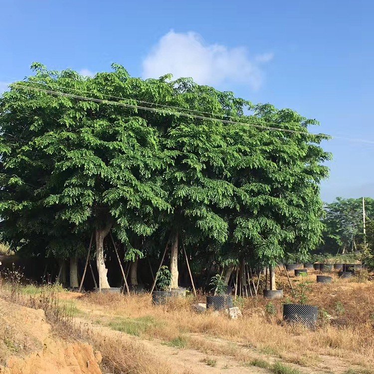 小葉紫檀移植苗印度小葉紫檀樹苗各種規格供應