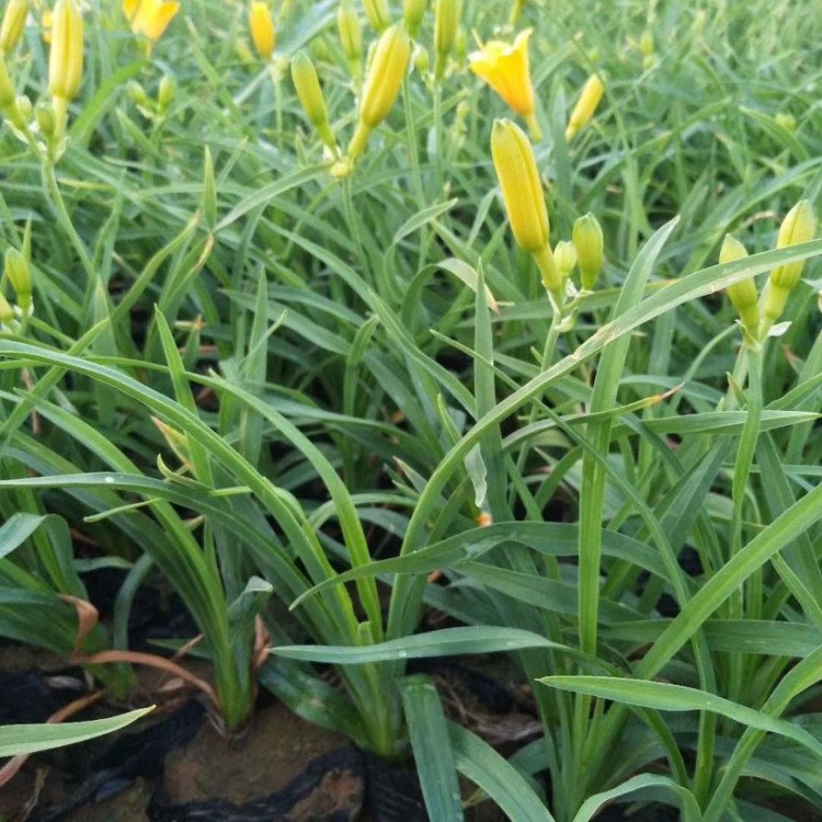 大花萱草袋苗 大花萱草小苗 宿根草本植物