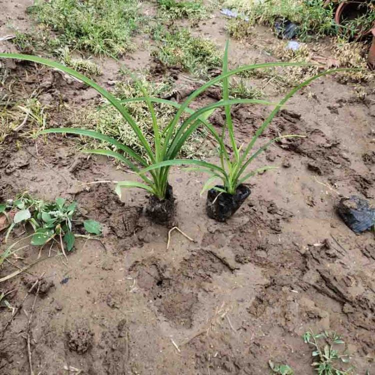 大花萱草袋苗 大花萱草小苗 宿根草本植物