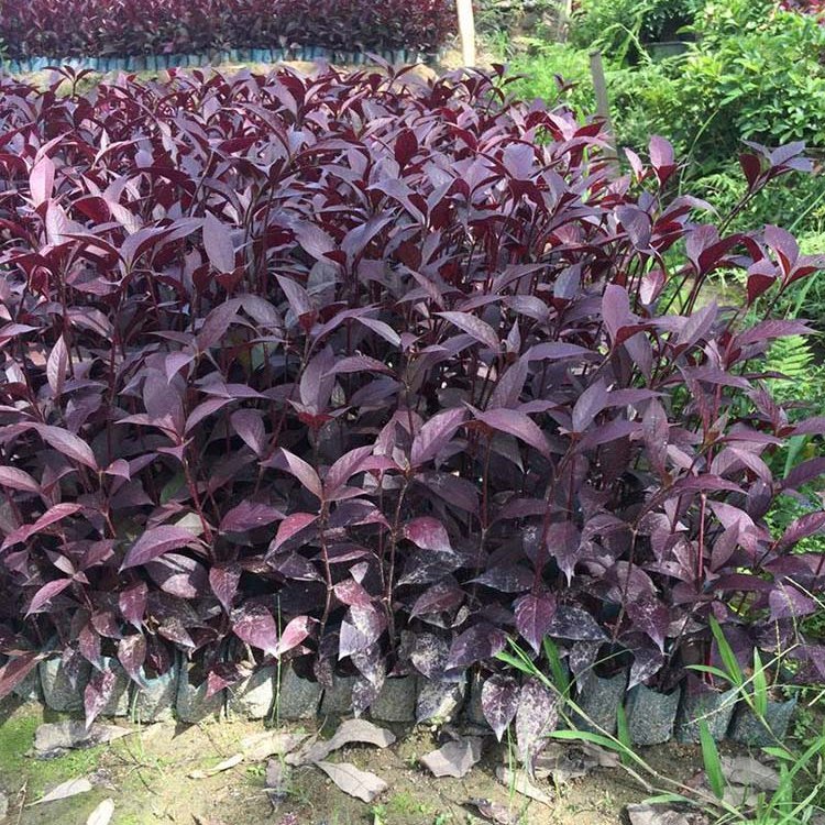 大叶红草地被苗 大叶红草小苗 绿植基地直供