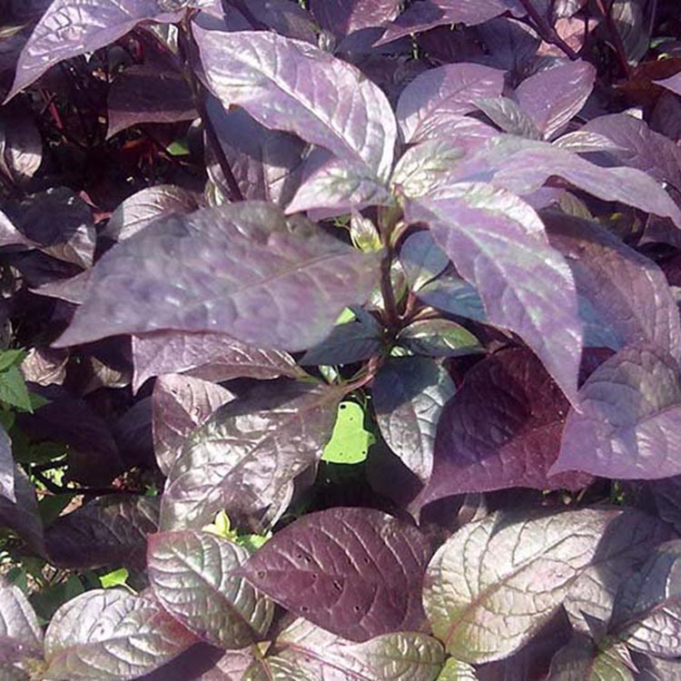 大叶红草地被苗 大叶红草小苗 绿植基地直供