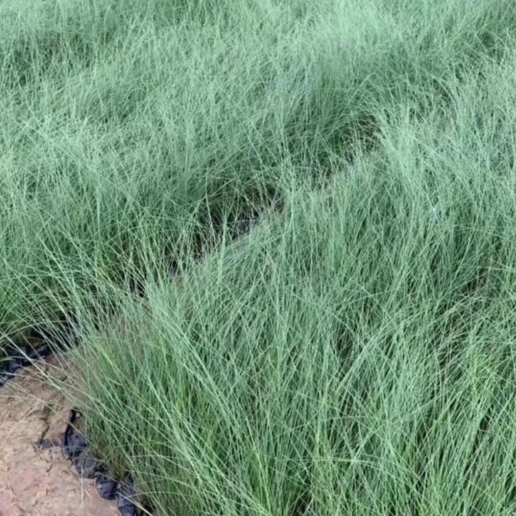 粉黛乱子草小苗 花海景观 粉黛乱子草袋苗 毛芒乱子草基地