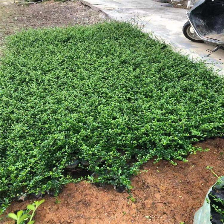 福建茶袋苗福建茶小苗基及树各种规格供应