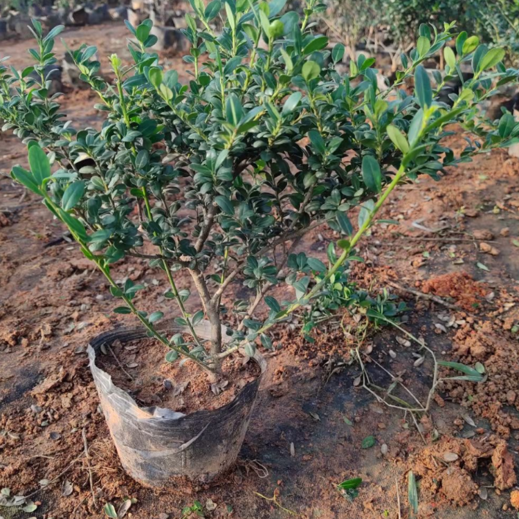 龟甲冬青小苗 龟甲冬青袋苗 多枝常绿灌木 绿化苗培育基地