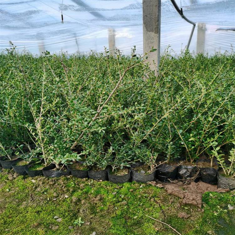 龟甲冬青小苗 龟甲冬青袋苗 多枝常绿灌木 绿化苗培育基地