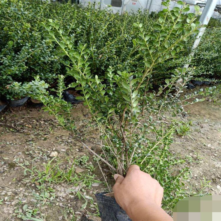 龟甲冬青小苗 龟甲冬青袋苗 多枝常绿灌木 绿化苗培育基地