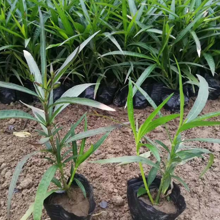 翠芦莉小苗 蓝花草袋苗 兰花草地被苗 花坛花境种植苗木