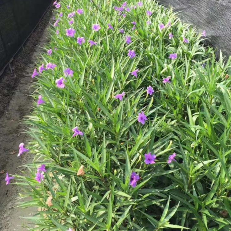 翠芦莉小苗 蓝花草袋苗 兰花草地被苗 花坛花境种植苗木