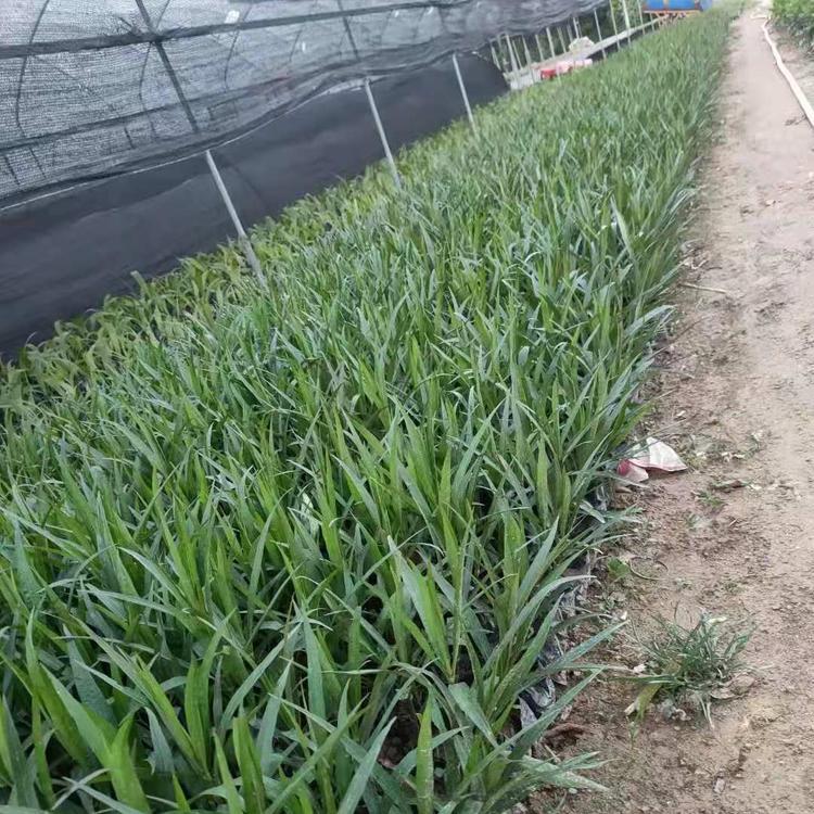 翠芦莉小苗 蓝花草袋苗 兰花草地被苗 花坛花境种植苗木