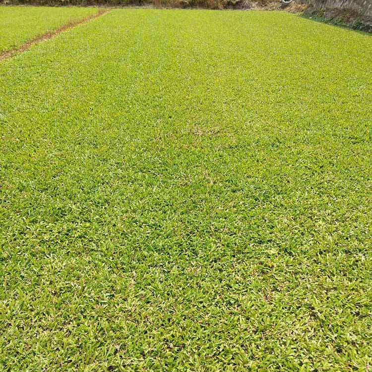 大叶油草小苗 地毯草苗 大叶油草草坪 公园学校铺建草皮