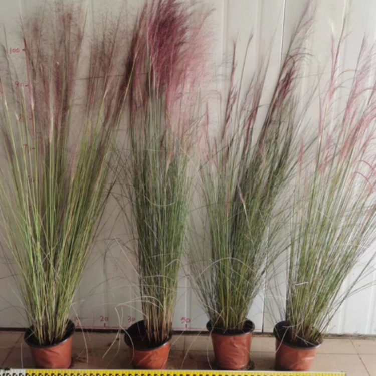 粉黛乱子草小苗 粉黛乱子草盆栽 毛芒乱子草 花海花镜观赏草