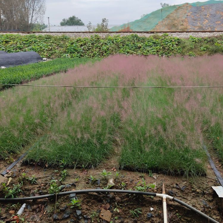 粉黛乱子草小苗 粉黛乱子草盆栽 毛芒乱子草 花海花镜观赏草