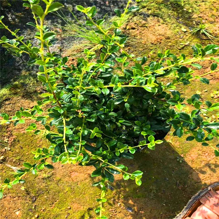 福建茶小苗 福建茶地被苗 绿化基及树工程苗 猫仔树杯苗