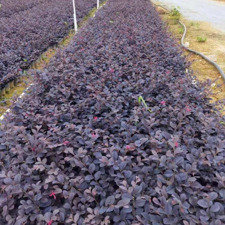 红花继木小苗 红花檵木地被苗 红梽木杯苗 路旁色块苗木