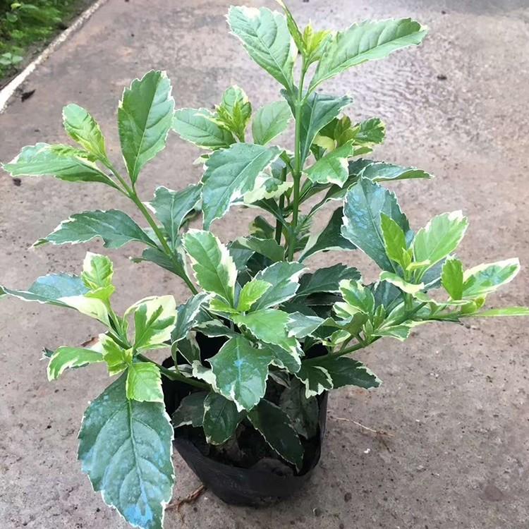 花叶假连翘容器苗 白边假连翘袋苗 斑叶金露花小苗