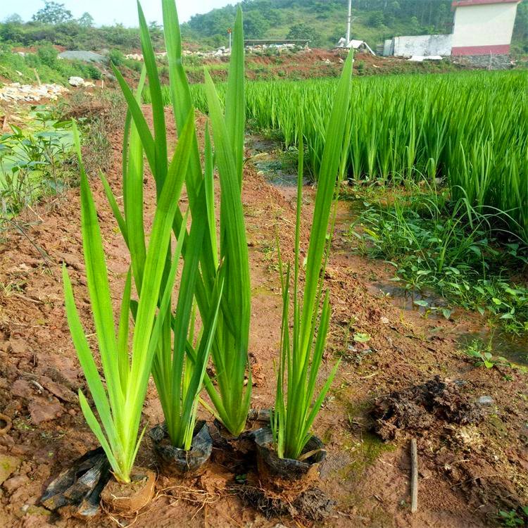 黄菖蒲小苗 黄菖蒲袋苗 水烛绿化苗 观赏植物
