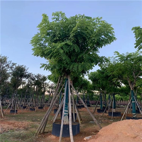 牛角树批发阿勃勒移植苗波斯皂荚基地