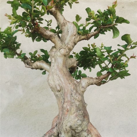 造型紫薇树紫薇桩景紫薇桩头福建基地批发