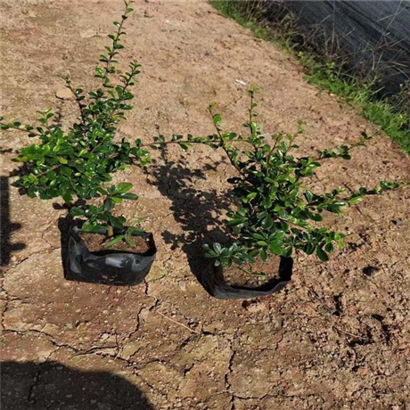 福建茶袋苗福建茶小苗基及树各种规格供应