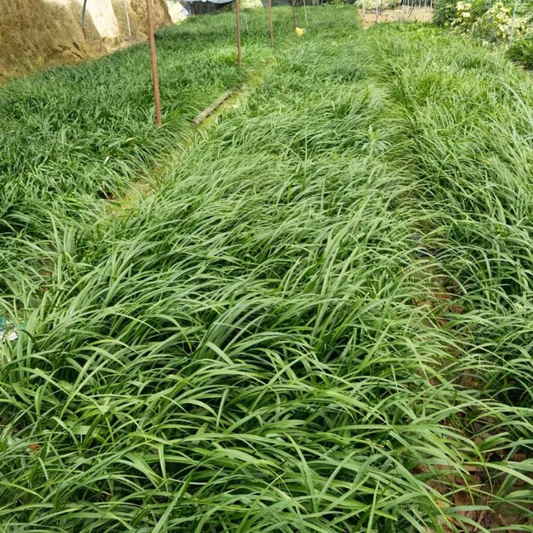 吉祥草小苗 吉祥草袋苗 绿化常用观赏草 性喜温暖湿润的环境