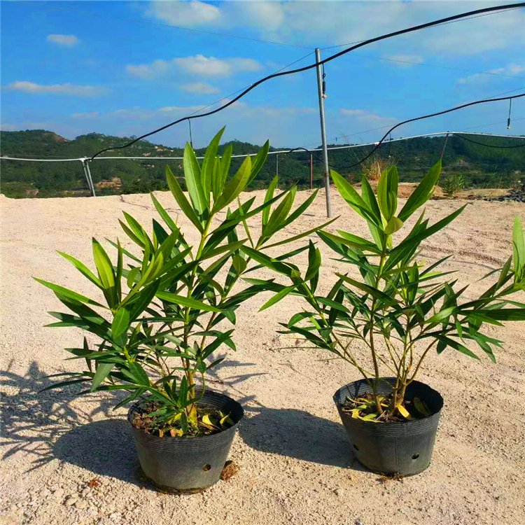 红花夹竹桃基地直供 地被灌木粉花夹竹桃苗 庭院围墙篱笆苗