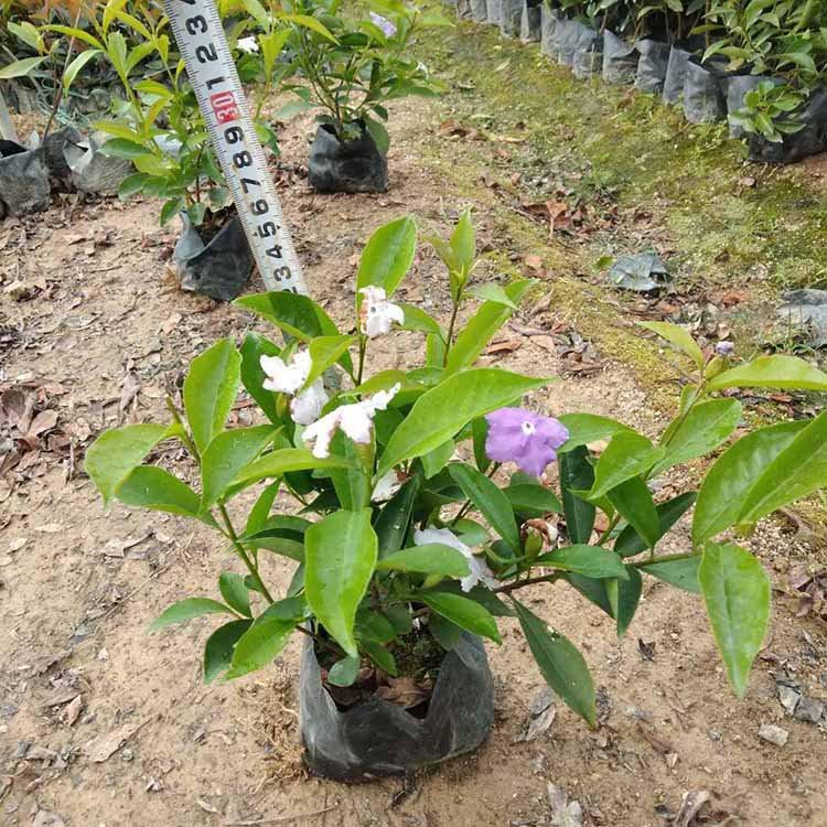 在同一植株上同时能看到不同颜色的花,故得名"双色茉莉",其英文名之意