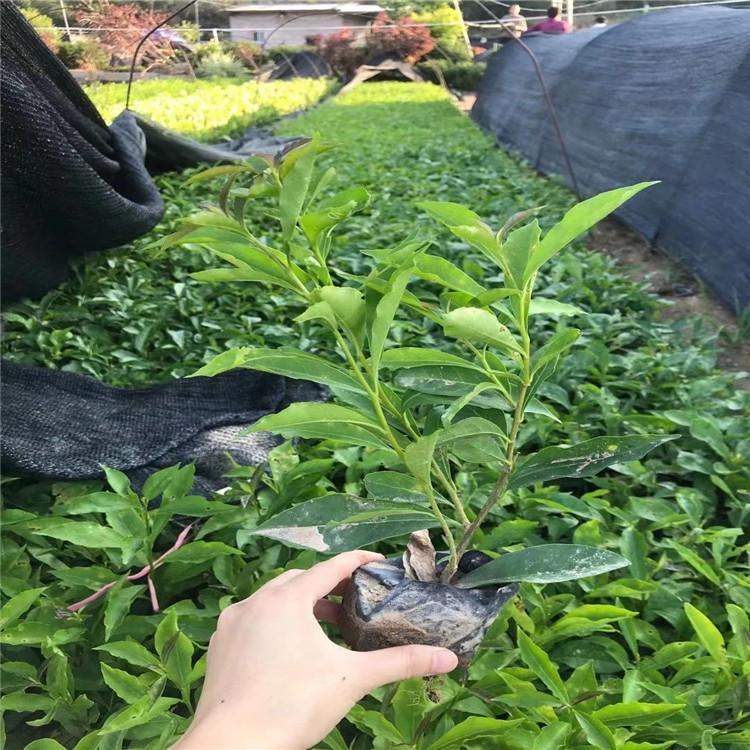 双色茉莉小苗 双色茉莉工程苗 番茉莉基地种植销售