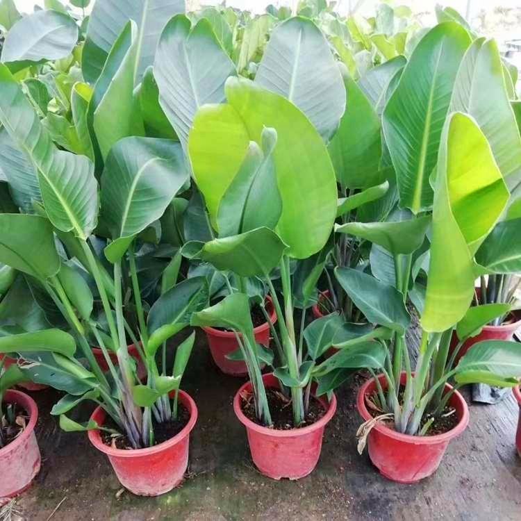 鹤望兰小苗鹤望兰袋苗福建漳州种植基地