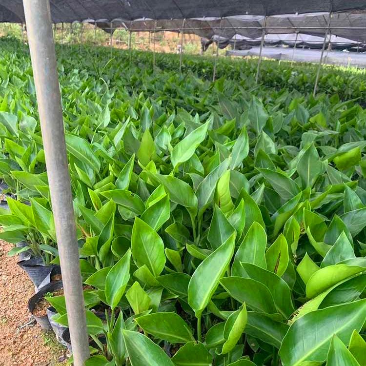 天堂鸟小苗 天堂鸟袋苗 福建漳州种植基地
