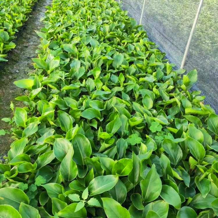 鹤望兰小苗鹤望兰袋苗福建漳州种植基地