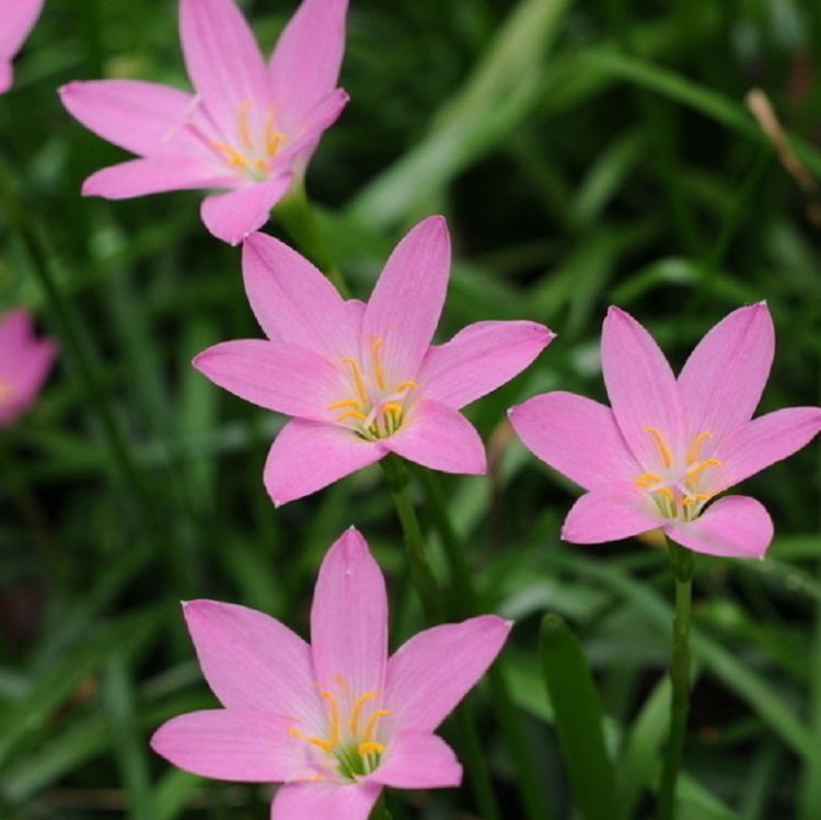 红花韭兰苗 韭兰小苗 地被绿化韭莲袋苗 观花植物 质优价廉