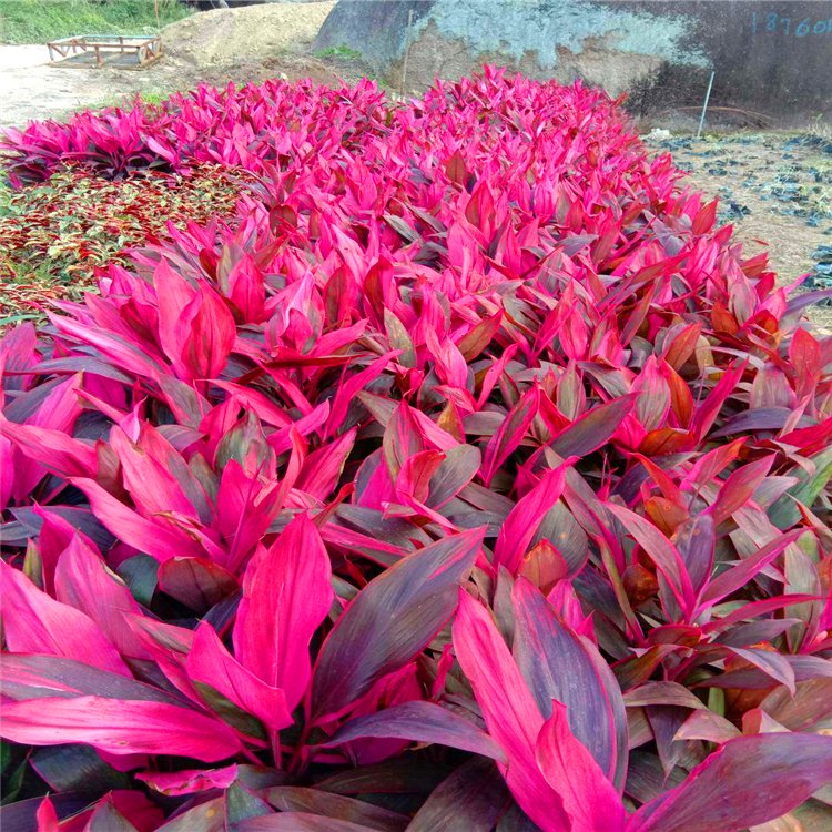 亮叶朱蕉小苗 亮叶朱蕉袋苗 彩叶植物 公园观赏地被苗