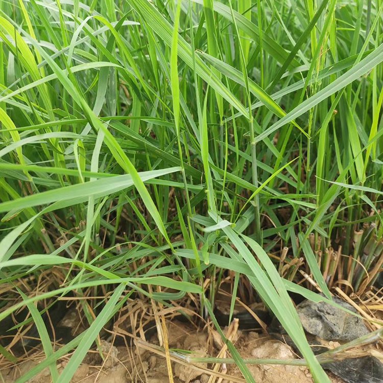 绿化麦冬草小苗 矮麦冬杯苗 沿阶草袋苗 农户自产自销