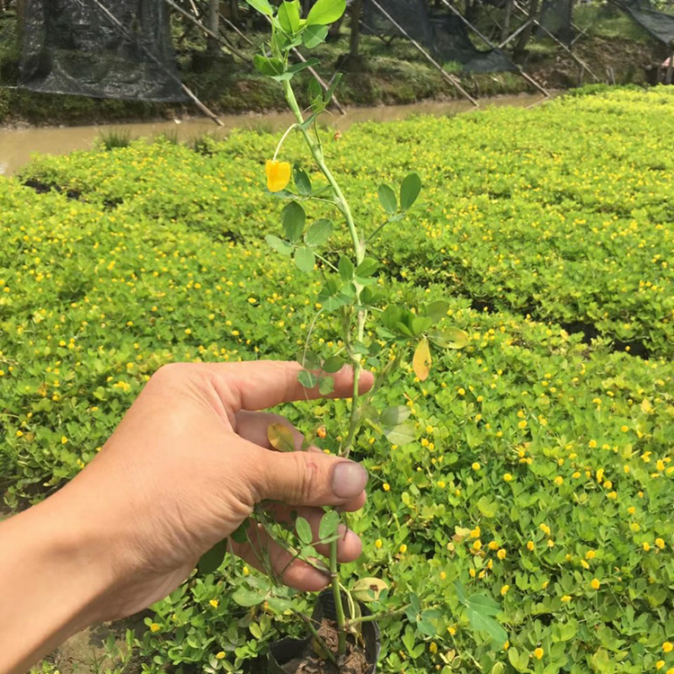 蔓花生小苗 花生藤绿化苗 园林景观地被植物 量大优惠