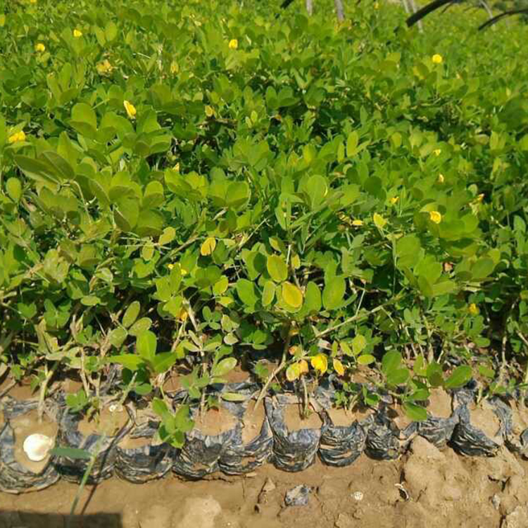 蔓花生小苗 花生藤绿化苗 园林景观地被植物 量大优惠