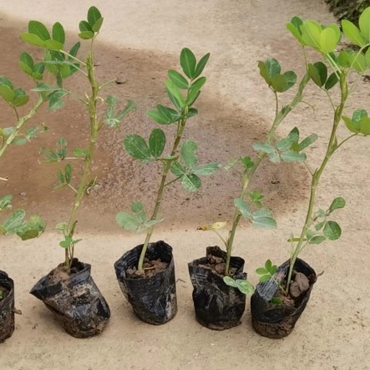 蔓花生小苗 花生藤绿化苗 园林景观地被植物 量大优惠
