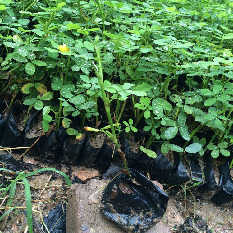 蔓花生小苗 花生藤绿化苗 园林景观地被植物 量大优惠